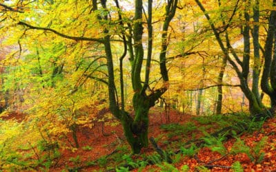 Naturaleza, historia y aventura en el corazón de Asturias