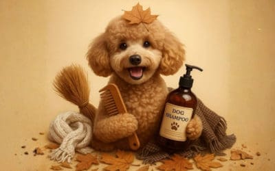 Cómo cuidar el pelaje del caniche en otoño e invierno; consejos de expertos en peluquería canina en Madrid