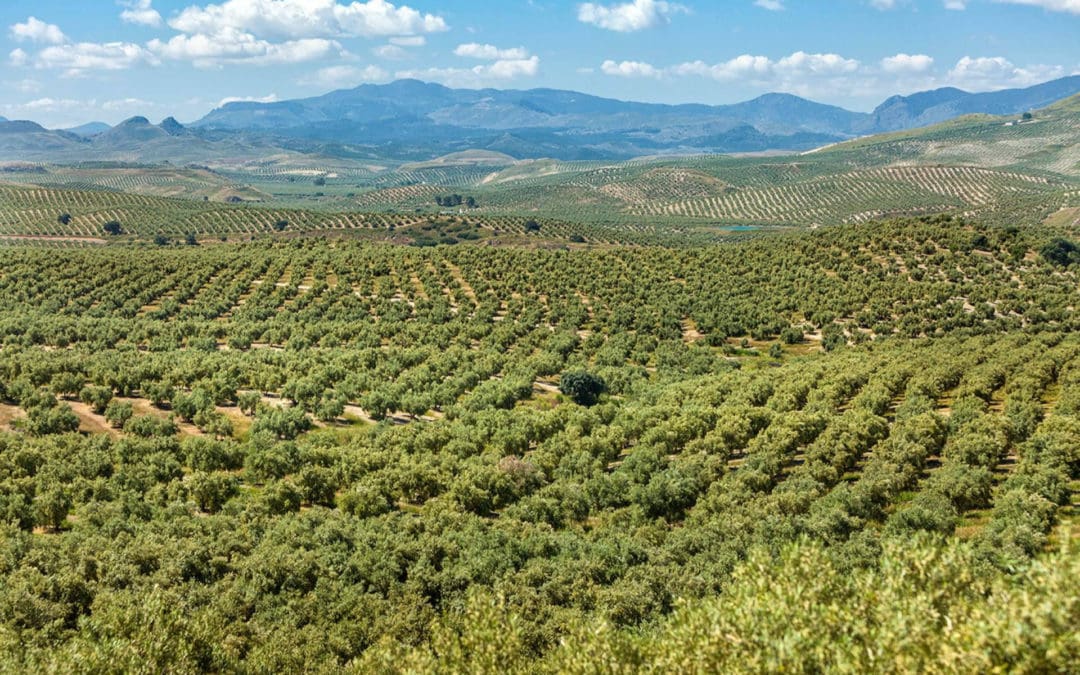 Rafael Moneo diseña la etiqueta de la XX Edición del Primer Día de Cosecha de Castillo de Canena