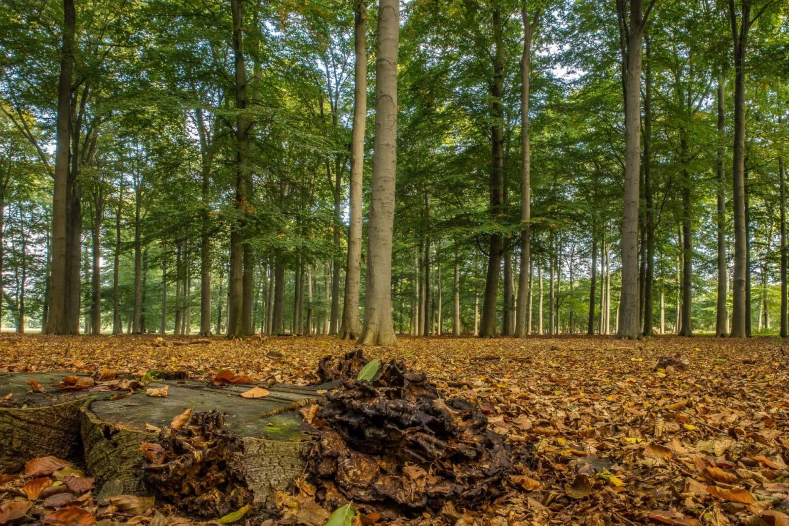 Foldeco refuerza su compromiso sostenible con la implantación del estándar IWAY Forestry 6.1