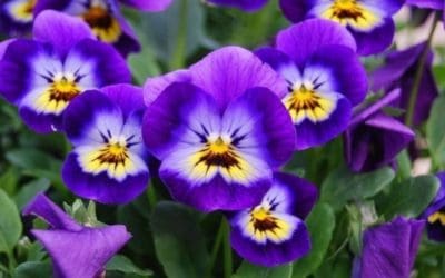 Babot felicita la Navidad a los vecinos de Majadahonda con una reflexión sobre los «pensamientos» de la alcaldesa y la «lengua viperina» de un concejal