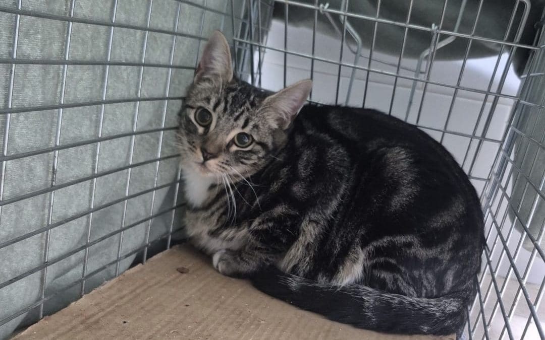 La historia de Mateo, un gato comunitario de Majadahonda que olvidaron los bomberos cuando el perro «Brownie» lo perseguía