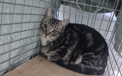 La historia de Mateo, un gato comunitario de Majadahonda que olvidaron los bomberos cuando el perro «Brownie» lo perseguía