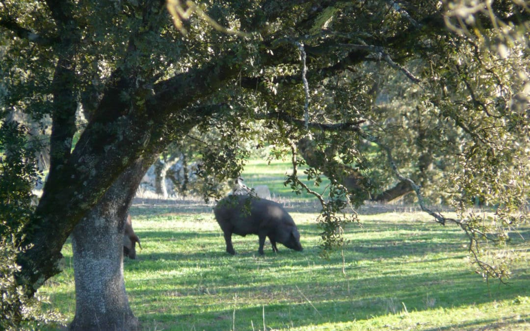 El jamón DOP Los Pedroches, un modelo de sostenibilidad y equilibrio con la naturaleza