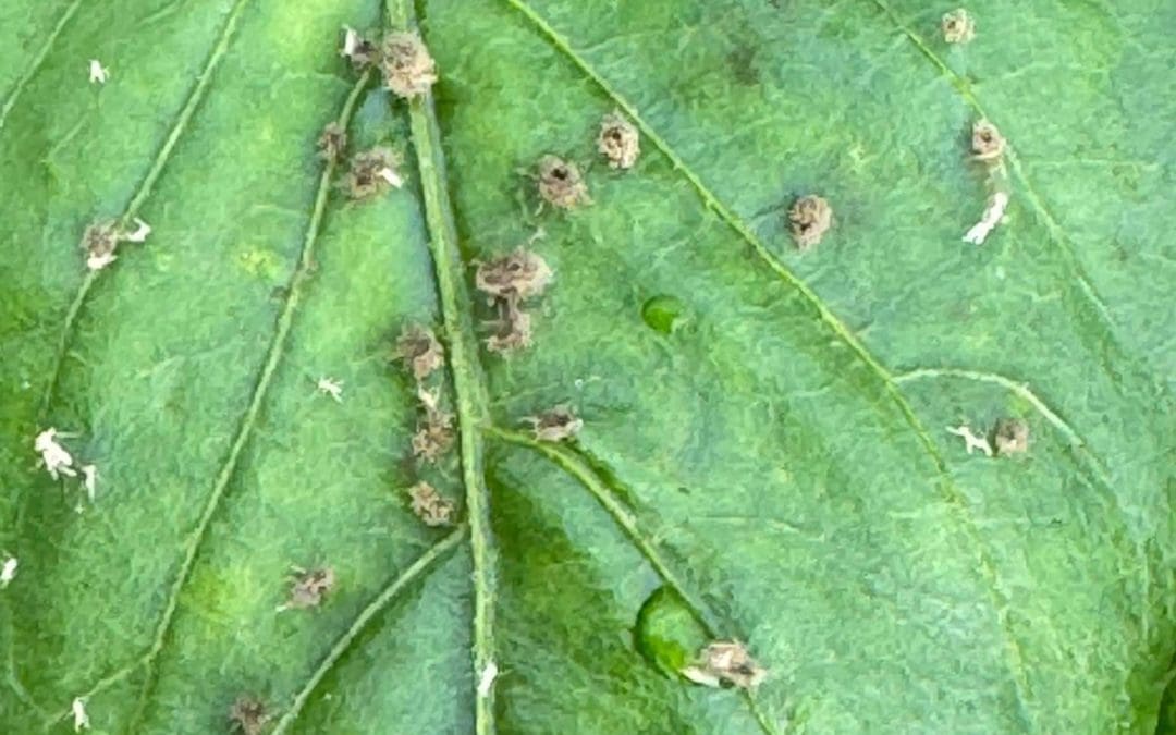 De perder medio cultivo a casi no ver pulgón; la campaña que lo cambió todo