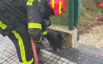 Vídeo espectacular: un bombero salva al perro teckel «Brownie» caído por una alcantarilla abierta de 6 metros en Majadahonda