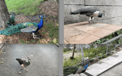 Nuevo Año 2026 y Día de Reyes: «La Rueda de los Pavos Reales lejos de Majadahonda»