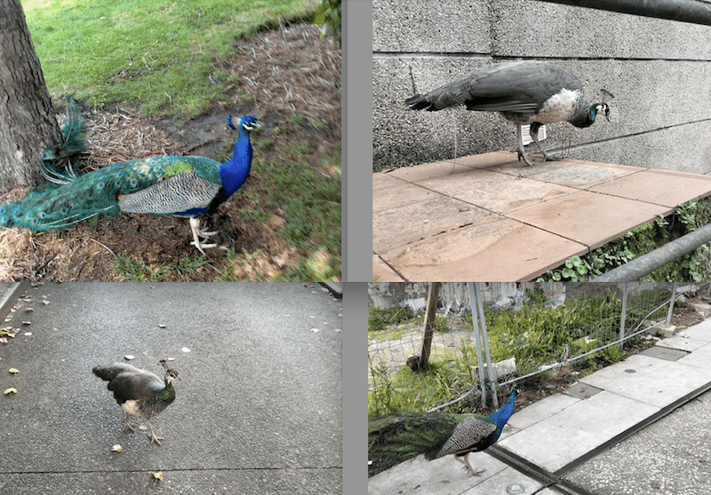 Nuevo Año 2026 y Día de Reyes: «La Rueda de los Pavos Reales lejos de Majadahonda»