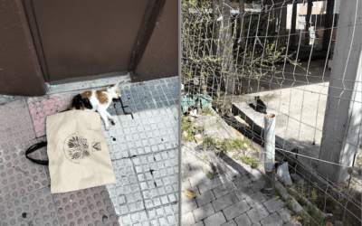 «Requiem por un gato al que unos desconocidos mataron de muerte violenta en Majadahonda»