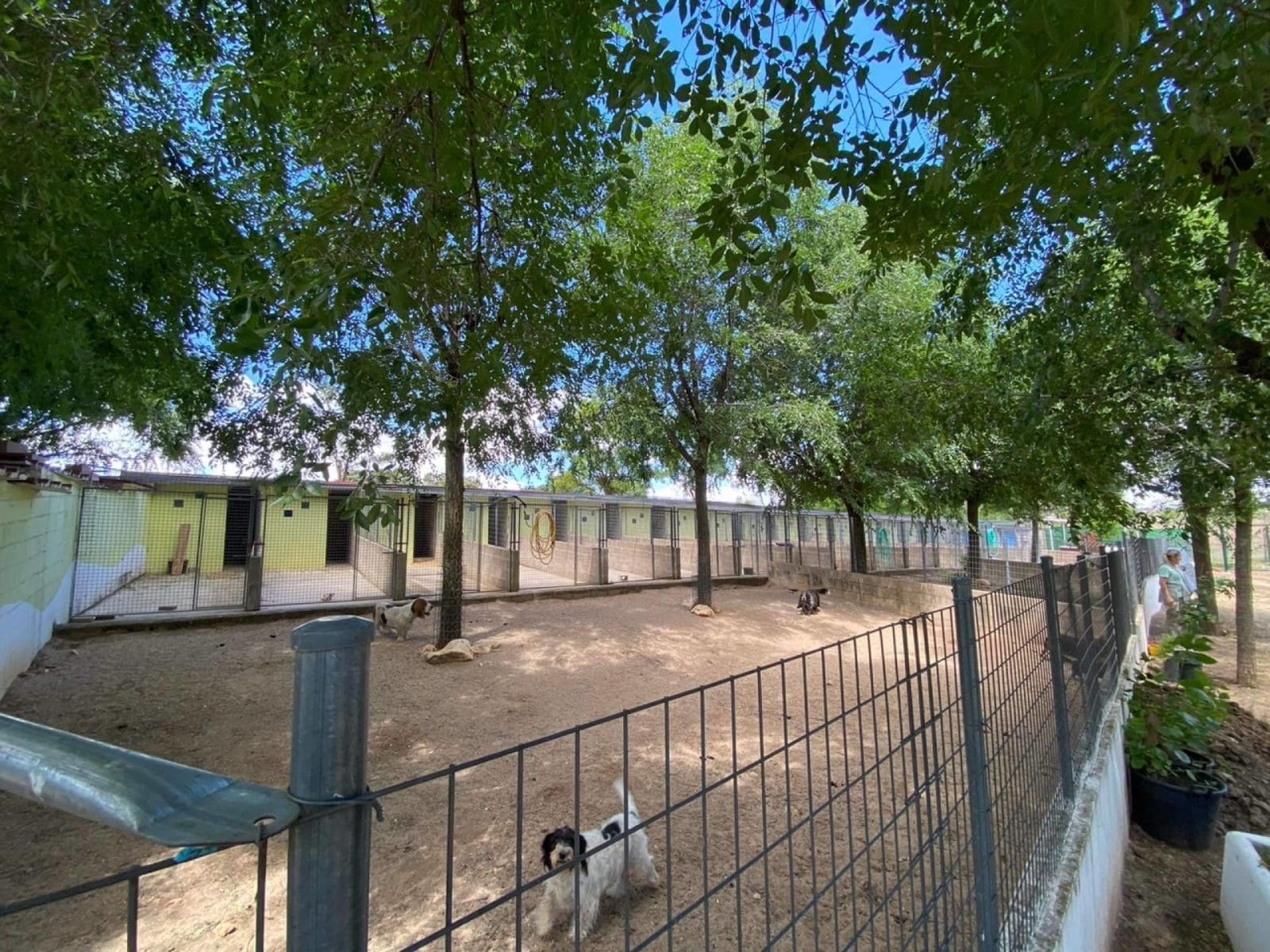 Elegir una residencia para mascotas de Madrid en primavera