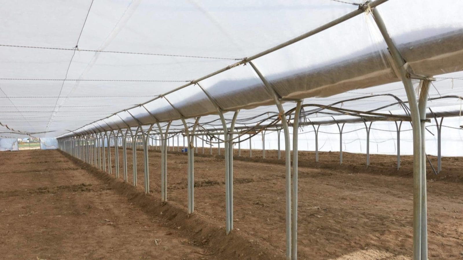 Guayas para invernadero; guía para elegir, instalar y maximizar su uso en la estructura de cultivos