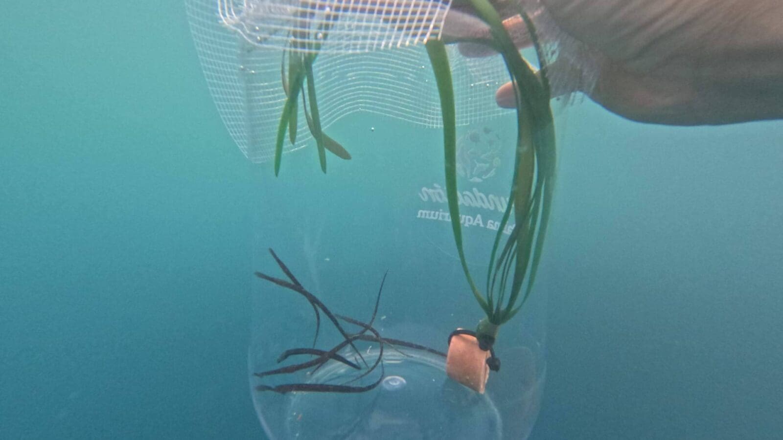 Un total de 55 peces pipa son liberados en el mar Balear como hito del Proyecto Peces Pipa