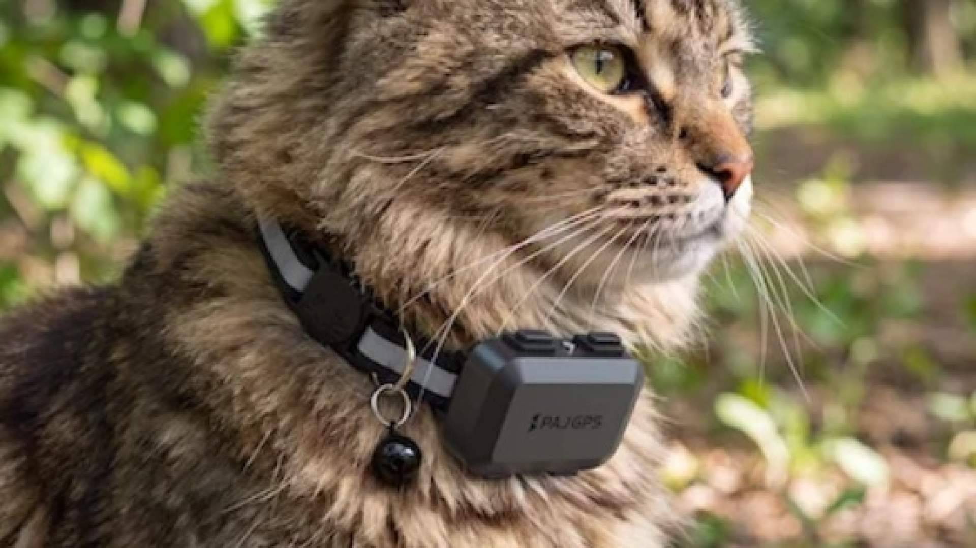 Localizador GPS para gatos curiosos y aventureros