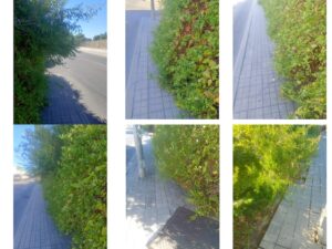 Ratas en la urbanización «Valle de la Oliva» de Majadahonda y en calle Dr. Pérez Gallardo aceras deterioradas y setos «que te sacan un ojo» Ratas en la urbanización «Valle de la Oliva» de Majadahonda y en calle Dr. Pérez Gallardo aceras deterioradas y setos «que te sacan un ojo»