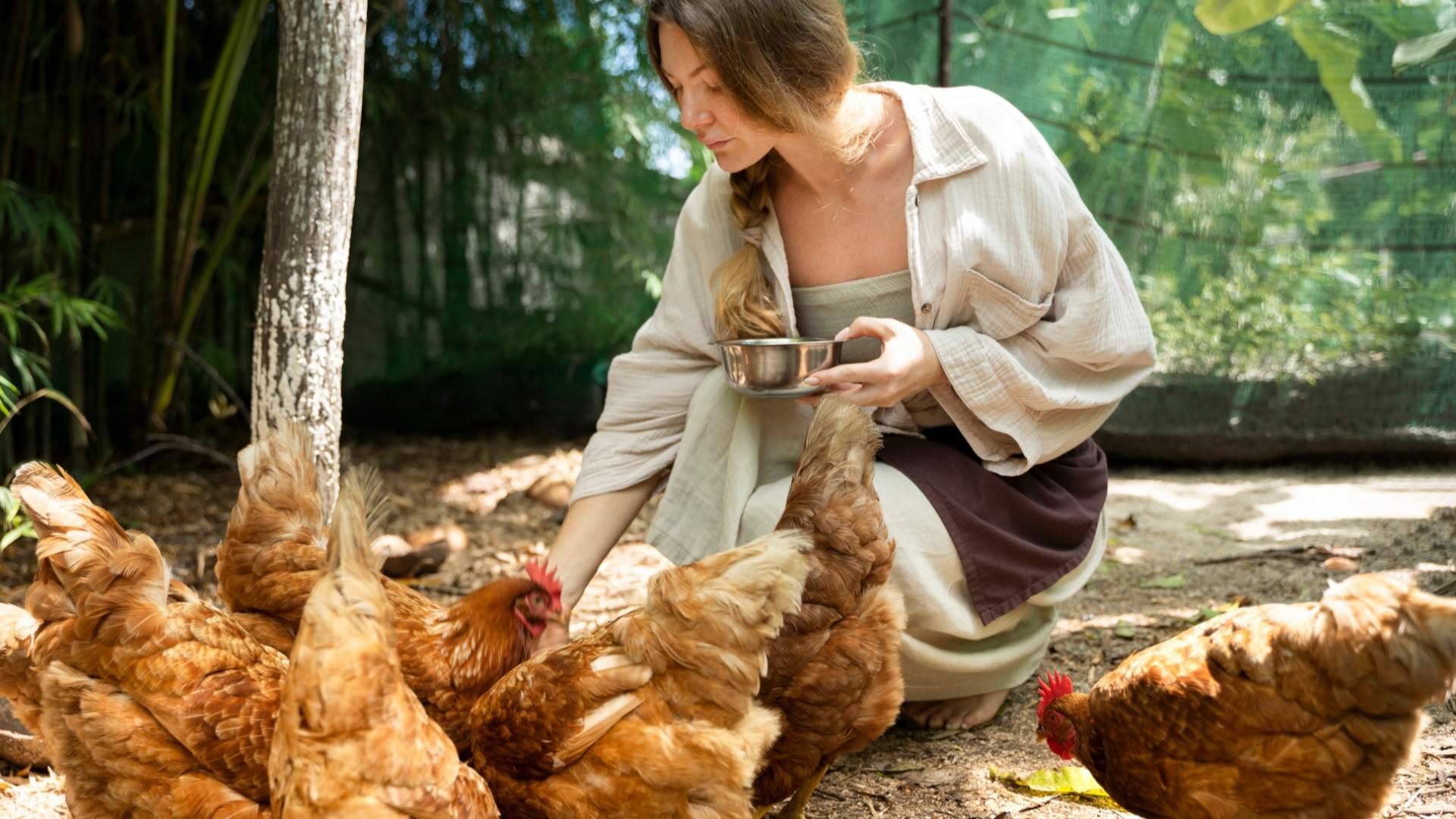 Bifeedoo destaca la importancia de una alimentación equilibrada durante la muda de las gallinas en otoño