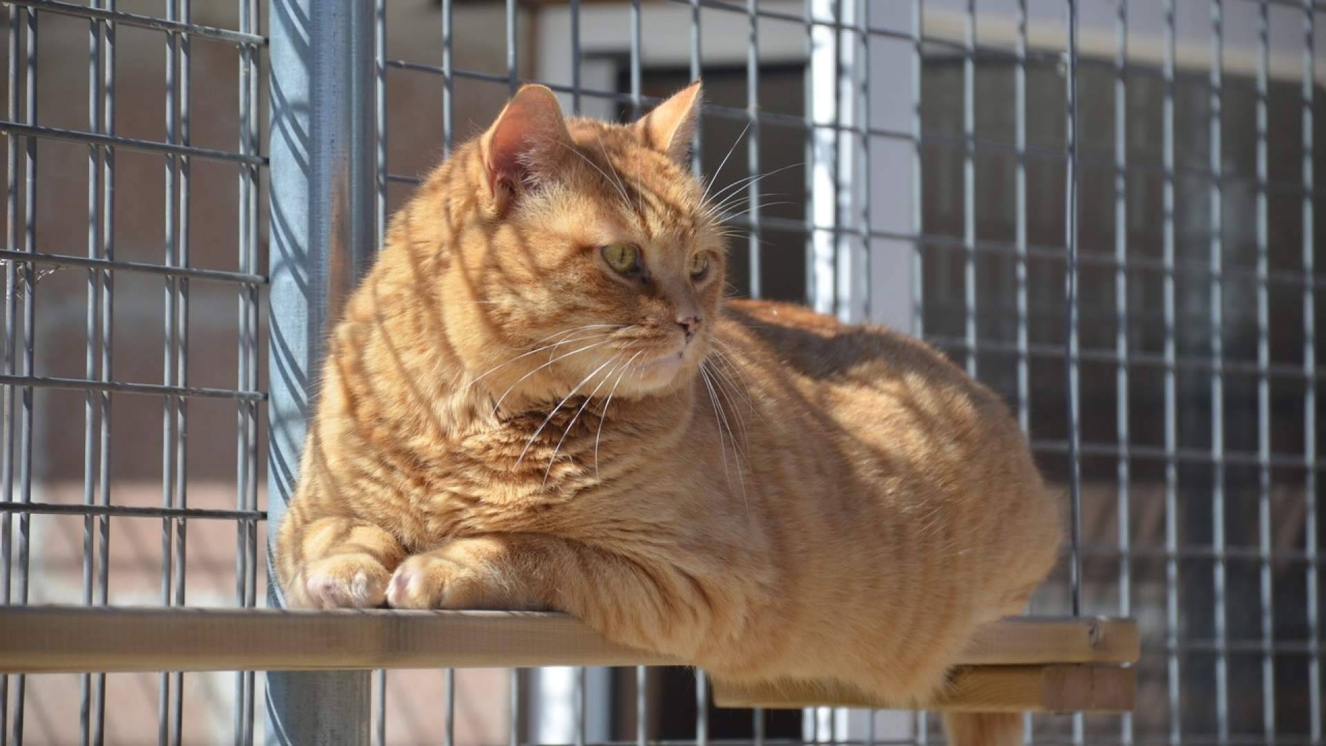 Las residencias para mascotas afrontan una nueva etapa, los propietarios buscan cada vez más garantías