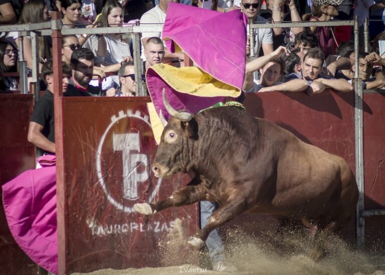 III Toro del Cristo de los Remedios en Majadahonda 2026: «antitaurinos, postureo y desorganización»
