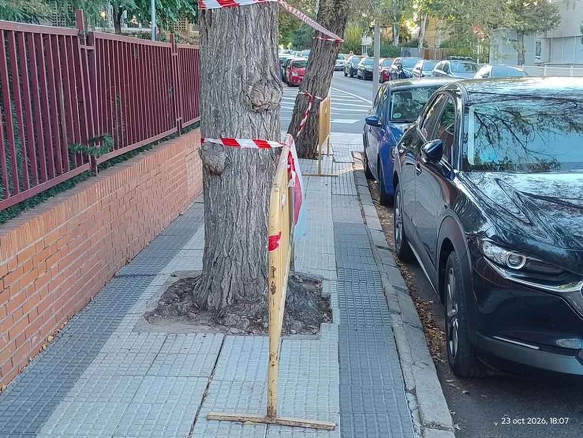 «Tala indiscriminada» en Majadahonda: cientos de pinos y encinas en la Sacedilla (Las Rozas), 5 árboles en Lagasca y 8 olmos en Ramón y Cajal