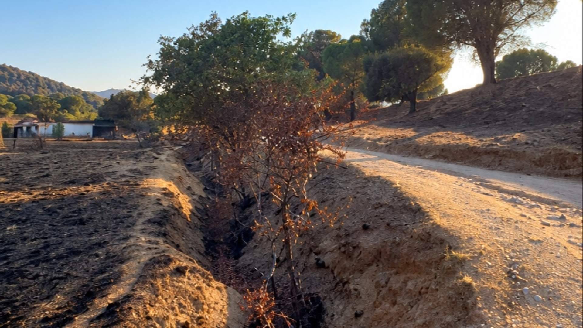 Sin pasto tras el fuego: una campaña busca alimentar a un rebaño de 400 cabras