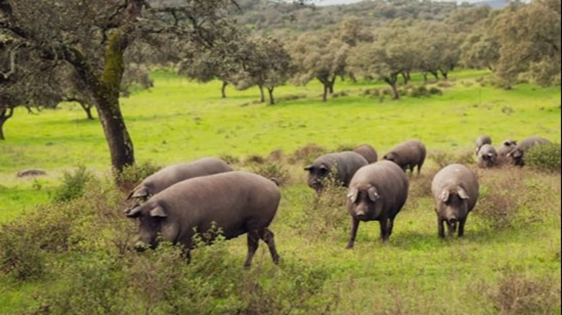 Jamón o paleta ibérica; cuáles son sus diferencias y qué pieza elegir